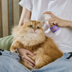 Cat Skin Care: Essential Tips for a Healthy Coat