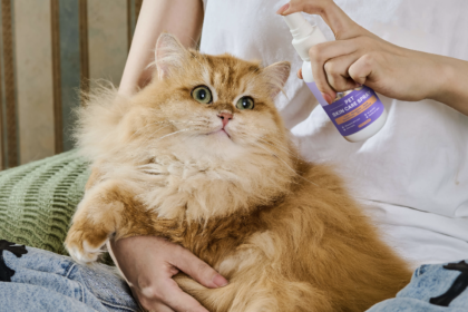 Cat Skin Care: Essential Tips for a Healthy Coat