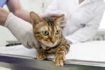 Natural Cat Dental Care Options: Safe and Effective Home Remedies