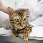 Natural Cat Dental Care Options: Safe and Effective Home Remedies