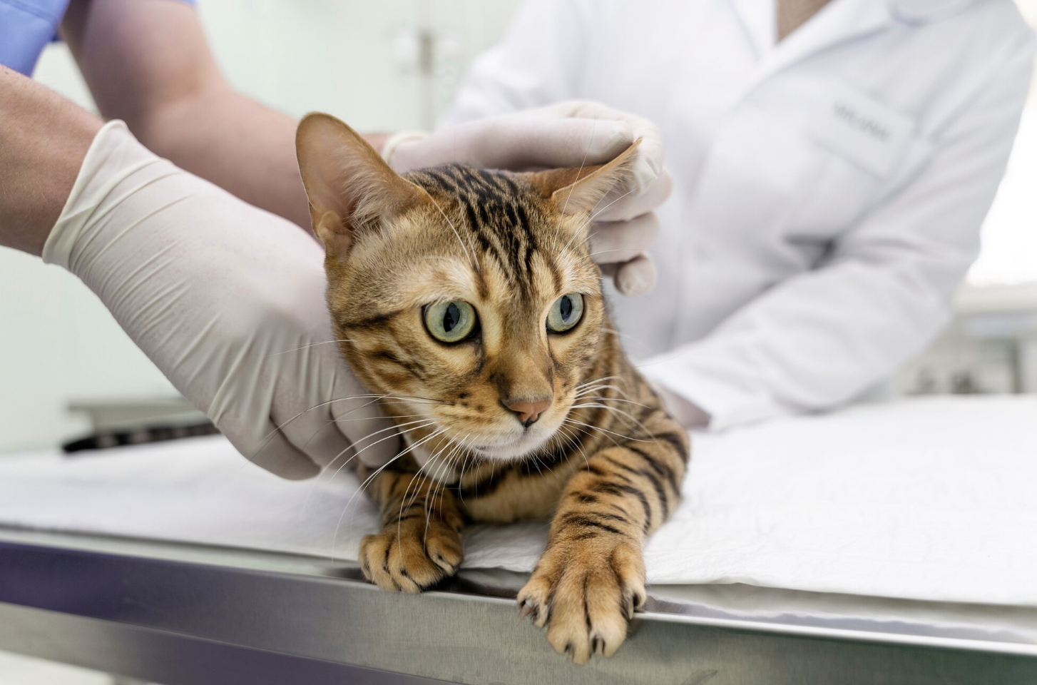 Natural Cat Dental Care Options: Safe and Effective Home Remedies