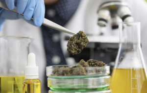 Strains That Have Real Research Behind Them
